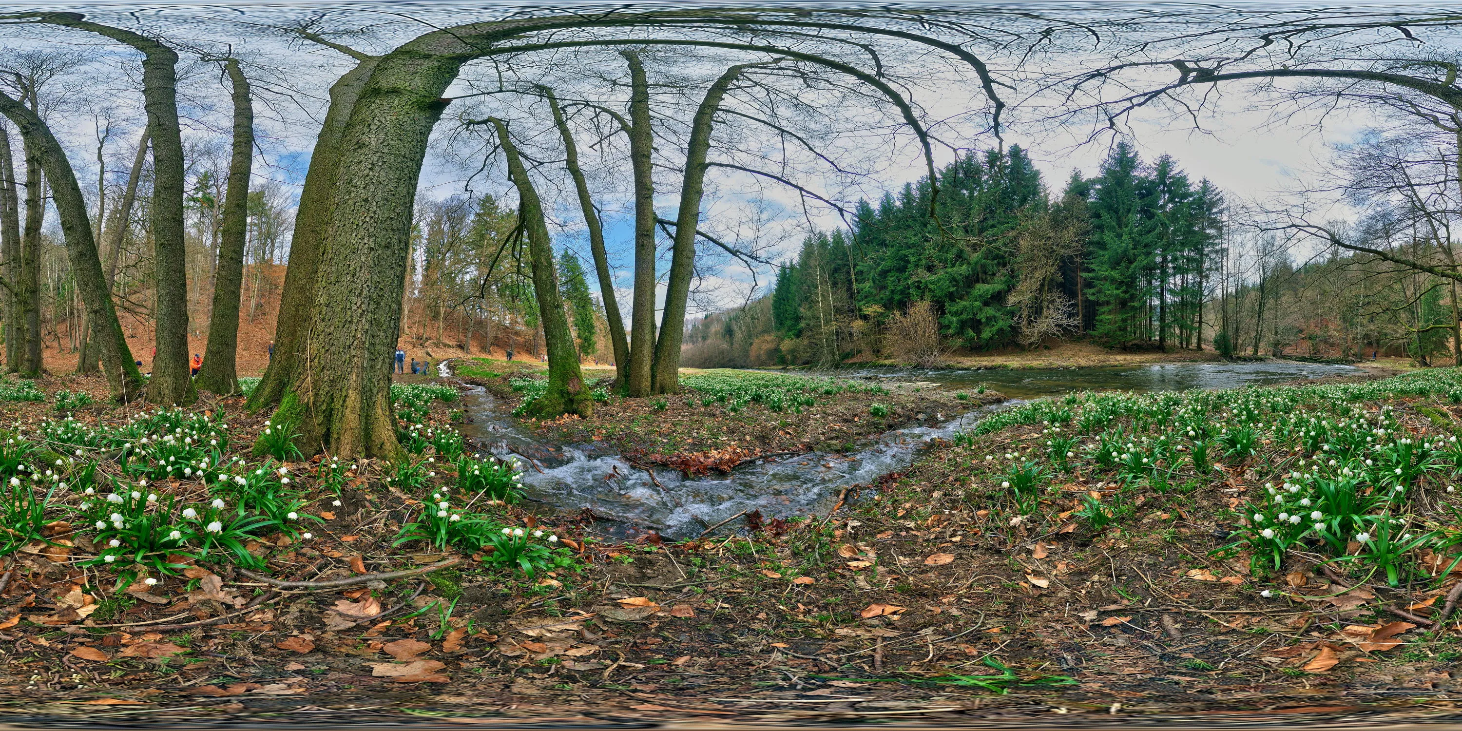 360 Grad Panorama Ansicht: Märzenbecherwiese im Polenztal 1 in Sächsische Schweiz