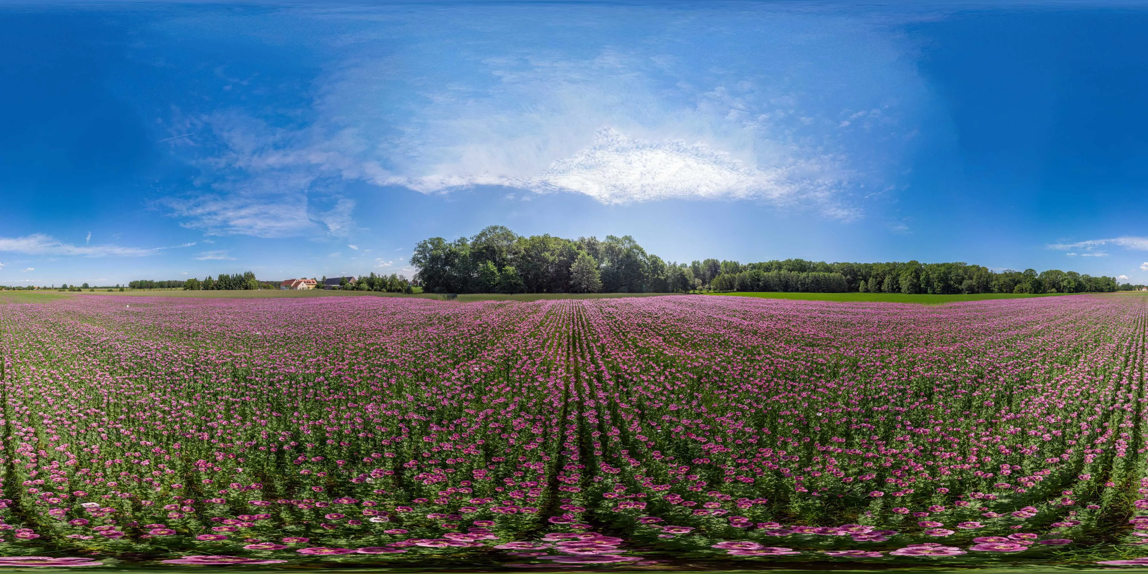 360 Grad Panorama Ansicht: Luftpanorama - Mohnfeld bei Wartha in Oberlausitz
