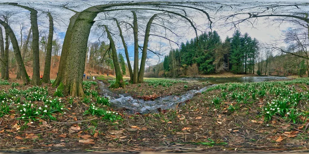 360° Panorama: Märzenbecherwiese im Polenztal 1 in Sächsische Schweiz