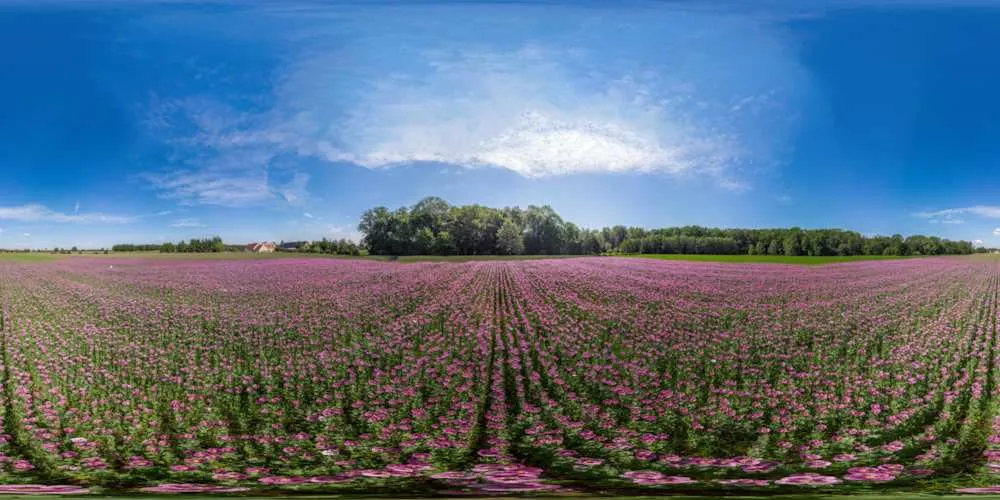 Beliebtes 360° Panorama (Platz 7): Luftpanorama - Mohnfeld bei Wartha in Oberlausitz