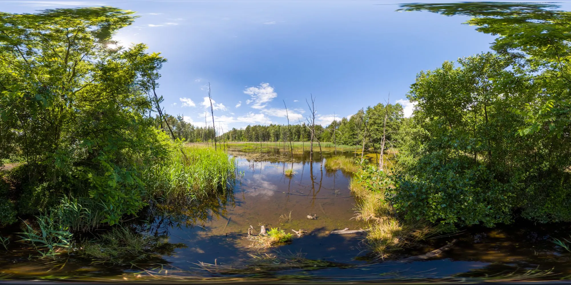 360° Panorama: Feuchtfläche am Bohraer Wasser bei Laußnitz in Sachsen