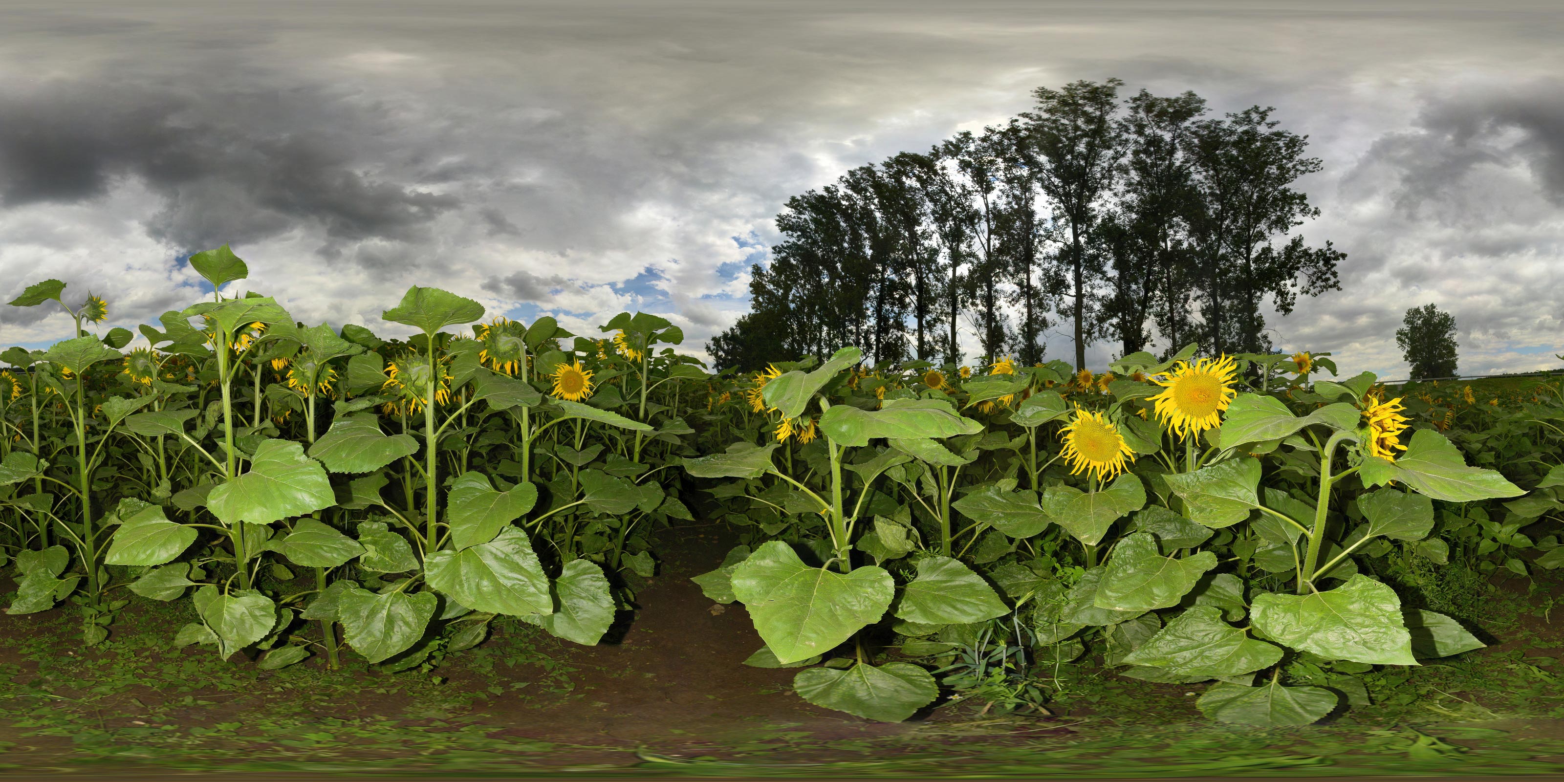 Virtueller Rundgang in der Nähe: Sonnenblumenfeld 2
