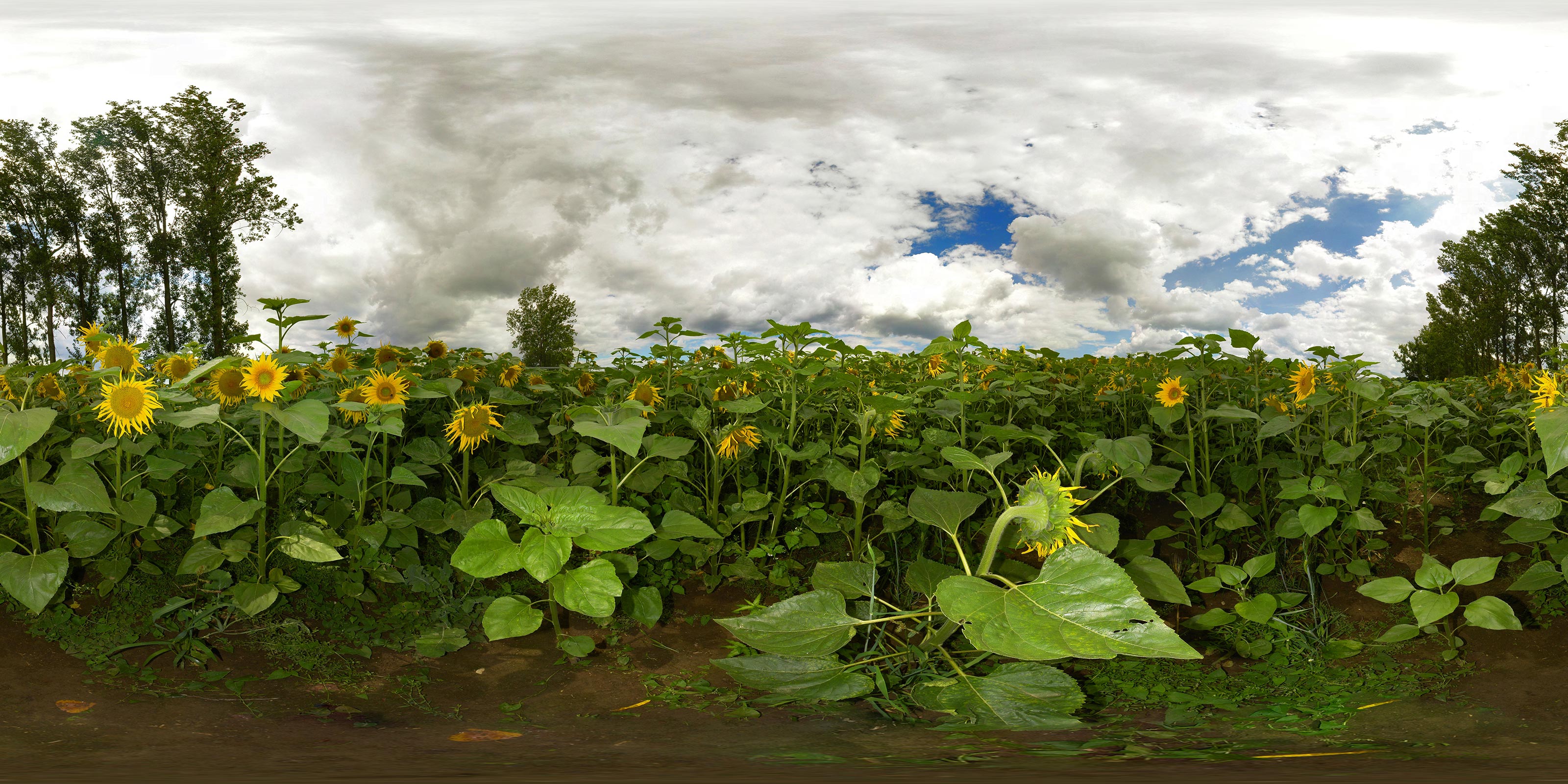 Virtueller Rundgang in der Nähe: Sonnenblumenfeld 1
