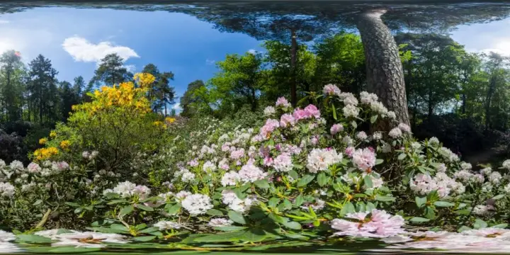 360° Panorama: blühender Rhododendron in der Rhododendronschlucht in Azaleen- und Rhododendronpark